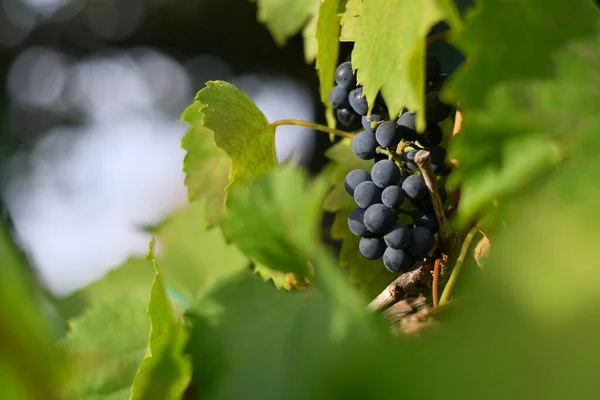 Belles Grappes Raisins Vigne — Photo