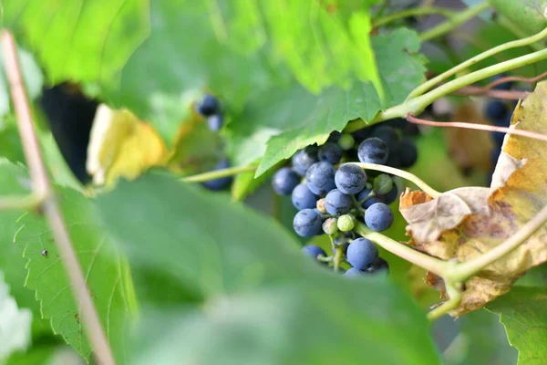 Belles Grappes Raisins Vigne — Photo