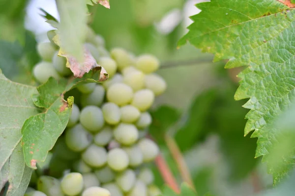 Güzel üzüm demetleri. Sarmaşık.