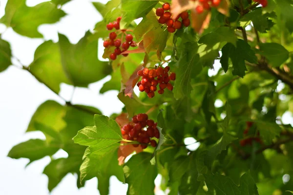 Belles Grappes Cendres Montagne Baies Rowan Rouge — Photo