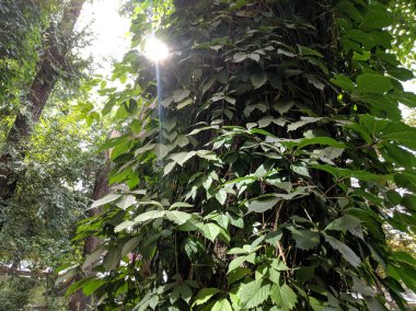 Güzel yabani üzüm yaprakları. Güzel yeşil yapraklar. Bir sürü yaprak..