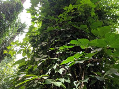 Güzel yabani üzüm yaprakları. Güzel yeşil yapraklar. Bir sürü yaprak..