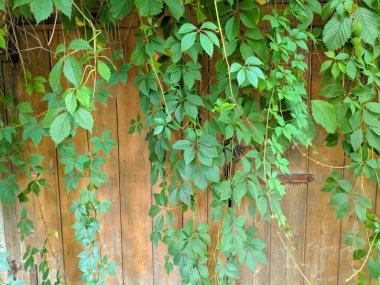 Güzel yabani üzüm yaprakları. Güzel yeşil yapraklar. Bir sürü yaprak..