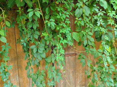 Güzel yabani üzüm yaprakları. Güzel yeşil yapraklar. Bir sürü yaprak..