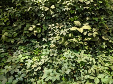 Güzel yabani üzüm yaprakları. Güzel yeşil yapraklar. Bir sürü yaprak..