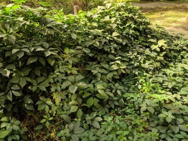 Güzel yabani üzüm yaprakları. Güzel yeşil yapraklar. Bir sürü yaprak..