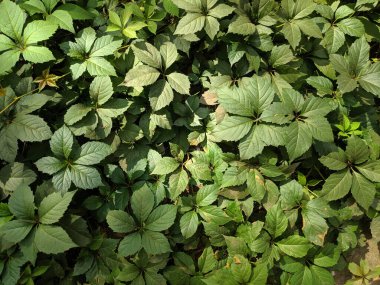 Güzel yabani üzüm yaprakları. Güzel yeşil yapraklar. Bir sürü yaprak..