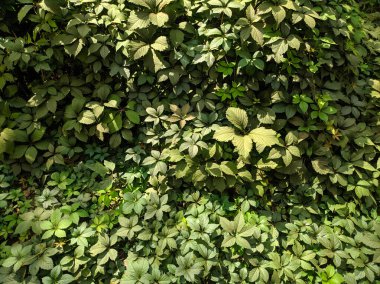 Güzel yabani üzüm yaprakları. Güzel yeşil yapraklar. Bir sürü yaprak..