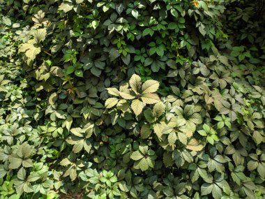 Güzel yabani üzüm yaprakları. Güzel yeşil yapraklar. Bir sürü yaprak..