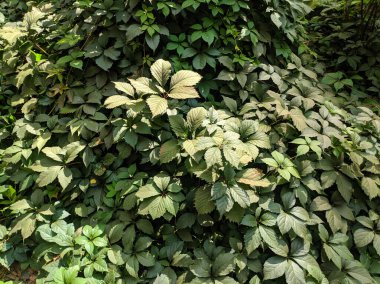 Güzel yabani üzüm yaprakları. Güzel yeşil yapraklar. Bir sürü yaprak..