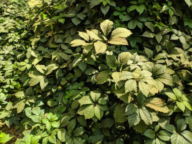 Güzel yabani üzüm yaprakları. Güzel yeşil yapraklar. Bir sürü yaprak..