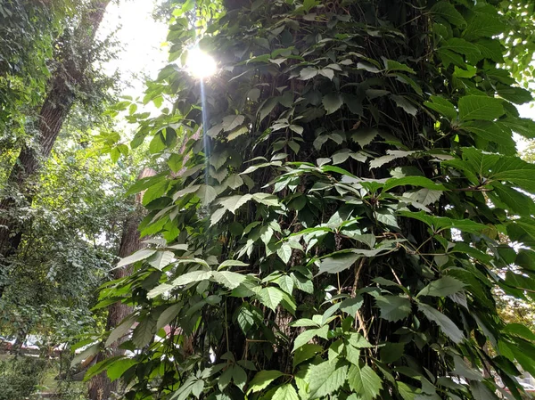 Güzel yabani üzüm yaprakları. Güzel yeşil yapraklar. Bir sürü yaprak..