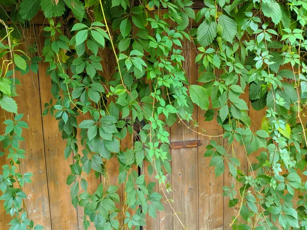 Güzel yabani üzüm yaprakları. Güzel yeşil yapraklar. Bir sürü yaprak..