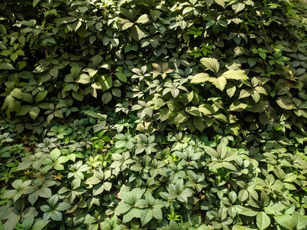 Güzel yabani üzüm yaprakları. Güzel yeşil yapraklar. Bir sürü yaprak..