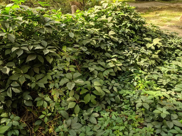 Güzel yabani üzüm yaprakları. Güzel yeşil yapraklar. Bir sürü yaprak..