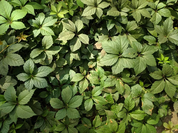 Güzel yabani üzüm yaprakları. Güzel yeşil yapraklar. Bir sürü yaprak..