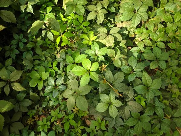 beautiful leaves of wild grapes. beautiful green leaves. a lot of leaves.