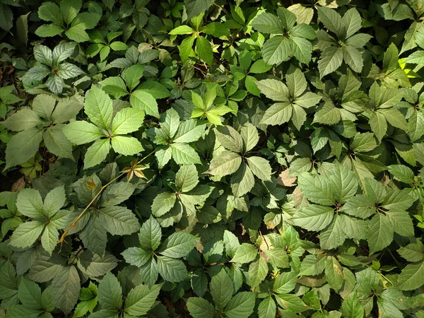 Hermosas Hojas Uvas Silvestres Hermosas Hojas Verdes Montón Hojas — Foto de Stock