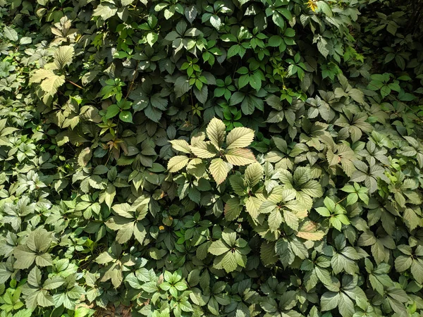 Güzel yabani üzüm yaprakları. Güzel yeşil yapraklar. Bir sürü yaprak..