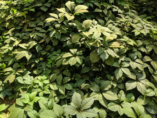 Güzel yabani üzüm yaprakları. Güzel yeşil yapraklar. Bir sürü yaprak..