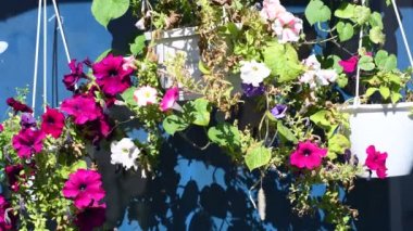 Saksıda petunyalar. Saksıdaki çiçekler. Saksıda güzel çiçekler. Parlak güzel petunyalar