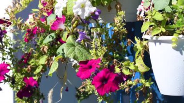 Saksıda petunyalar. Saksıdaki çiçekler. Saksıda güzel çiçekler. Parlak güzel petunyalar