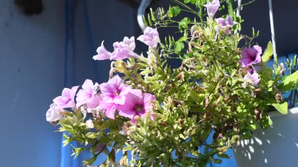 Petunias Macetas Flores Macetas Colgantes Hermosas Flores Macetas Brillante Hermosa — Vídeo de stock