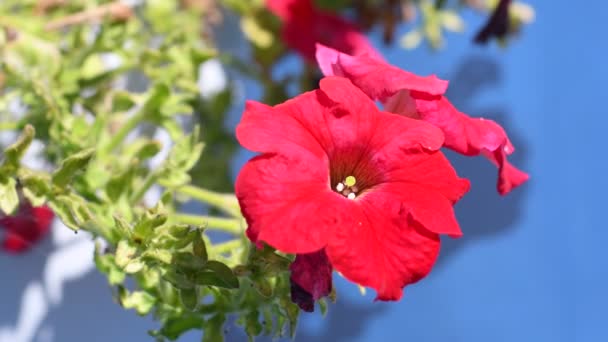 Petunia Potten Bloemen Hangende Potten Mooie Bloemen Potten Heldere Mooie — Stockvideo