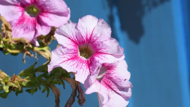 Petunien Töpfen Blumen Hängetöpfen Schöne Blumen Töpfen Strahlend Schöne Petunien — Stockvideo