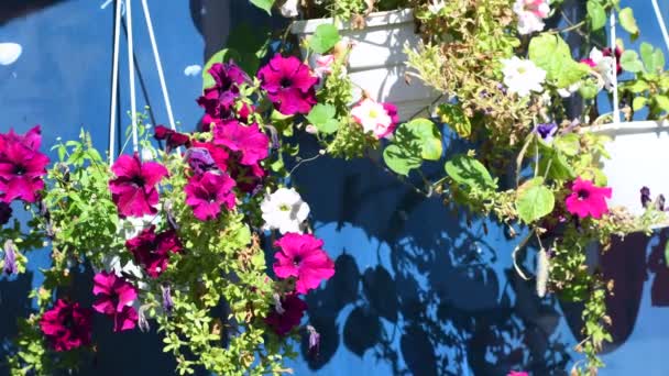 Petúnia Cserépben Virágok Lógnak Cserepekben Gyönyörű Virágok Cserépben Fényes Gyönyörű — Stock videók