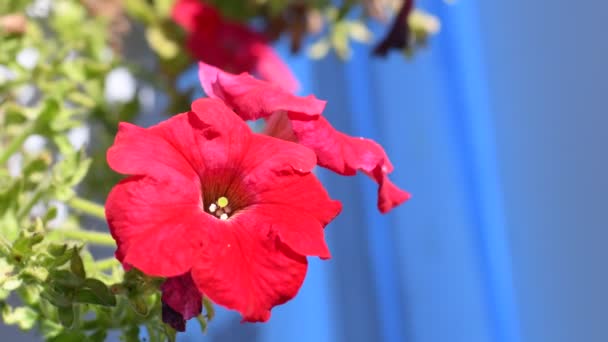 Petunior Grytor Blommor Hängande Krukor Vackra Blommor Krukor Ljusa Vackra — Stockvideo