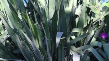 Yaprakların üzerindeki ışık ve gölge. Uzun yeşil yapraklar. Yuca yaprakları