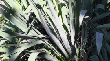 Yaprakların üzerindeki ışık ve gölge. Uzun yeşil yapraklar. Yuca yaprakları