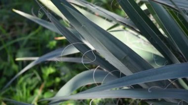 Yaprakların üzerindeki ışık ve gölge. Uzun yeşil yapraklar. Yuca yaprakları