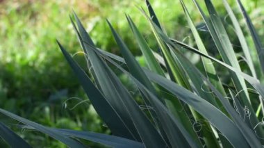Yaprakların üzerindeki ışık ve gölge. Uzun yeşil yapraklar. Yuca yaprakları