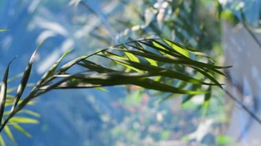 Güzel palmiye yaprakları. Yaprakların üzerindeki ışık ve gölge. uzun yeşil yapraklar.