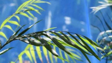 Güzel palmiye yaprakları. Yaprakların üzerindeki ışık ve gölge. uzun yeşil yapraklar.