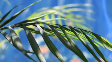 Güzel palmiye yaprakları. Yaprakların üzerindeki ışık ve gölge. uzun yeşil yapraklar.