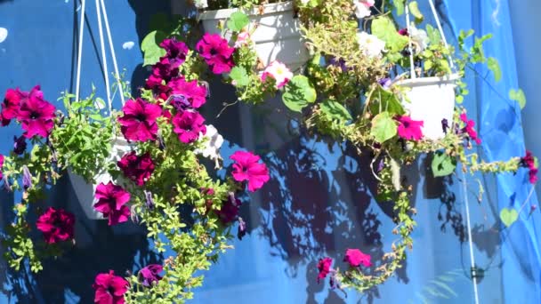 Petunien Töpfen Blumen Hängetöpfen Schöne Blumen Töpfen Strahlend Schöne Petunien — Stockvideo