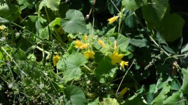 Sarı salatalık çiçekleri. salatalık ve üzüm.