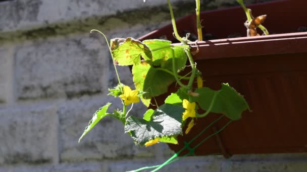 Gele Bloemen Van Komkommers Komkommerbladeren Wijnstokken — Stockvideo