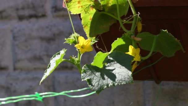 Flores Amarelas Pepinos Folhas Pepino Videira — Vídeo de Stock