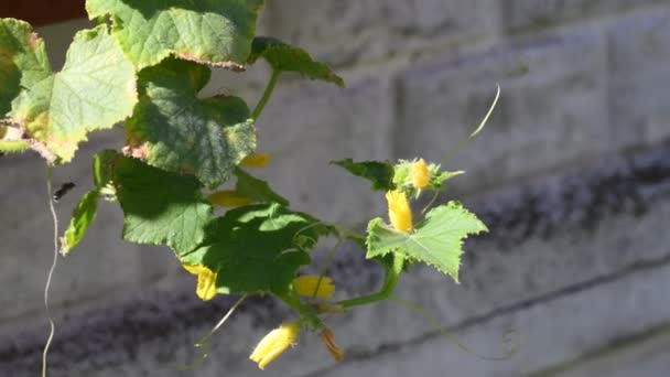 Fiori Gialli Cetrioli Foglie Cetriolo Vite — Video Stock