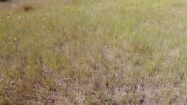 Kuru sonbahar otları. Rüzgarda uçuşan sarı kuru otlar. Kuru otlarla dolu bir arazide uçuyor.