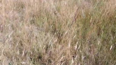 Kuru sonbahar otları. Rüzgarda uçuşan sarı kuru otlar. Kuru otlarla dolu bir arazide uçuyor.