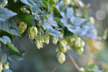 Güzel yeşil zıplamalar. hoplayan yapraklar ve sarmaşık