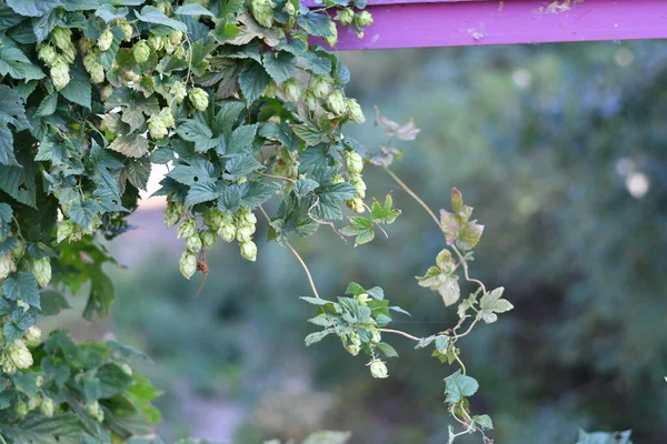 beautiful green hops. hop leaves and vine