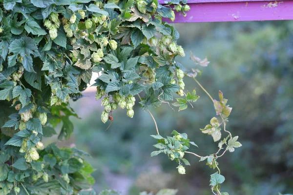 Krásný Zelený Chmel Chmelové Listy Vinná Réva — Stock fotografie