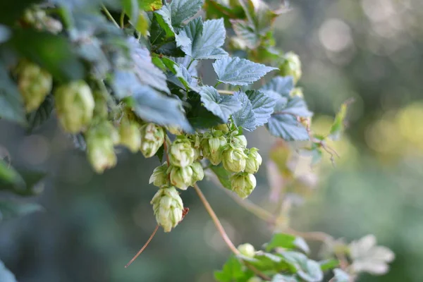 Krásný Zelený Chmel Chmelové Listy Vinná Réva — Stock fotografie