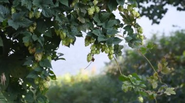 Güzel yeşil zıplamalar. hoplayan yapraklar ve sarmaşık